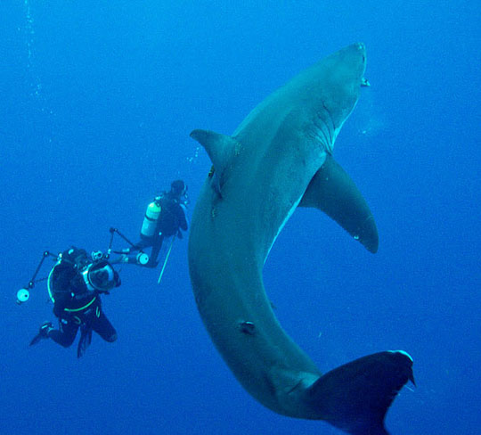 Picture 6 of Scary people swim with big white sharks
