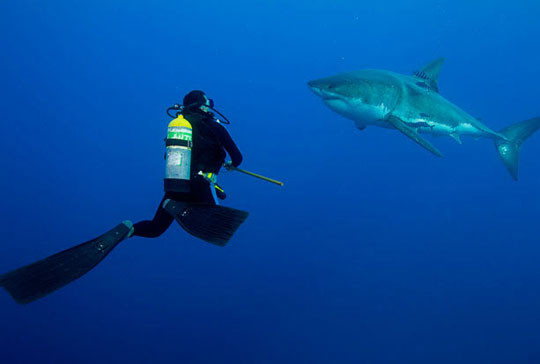 Picture 7 of Scary people swim with big white sharks