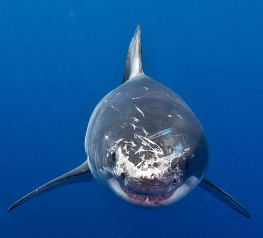 Picture 8 of Scary people swim with big white sharks
