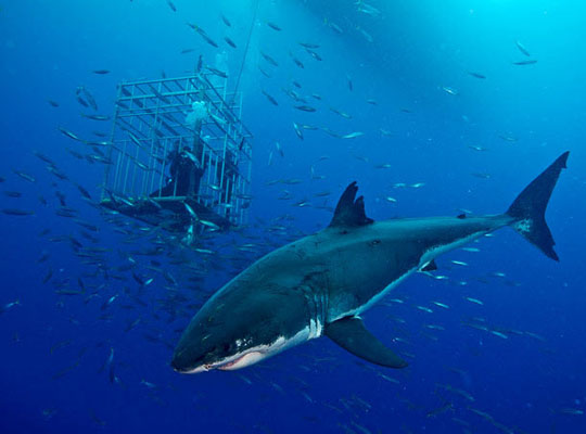 Picture 9 of Scary people swim with big white sharks