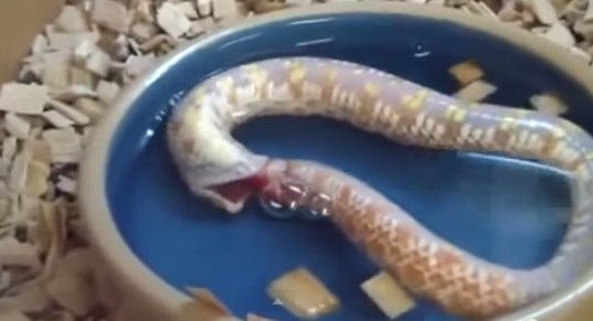 Picture 10 of Scary people with animals eat themselves