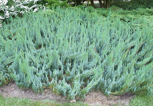 Picture 1 of Scary plants