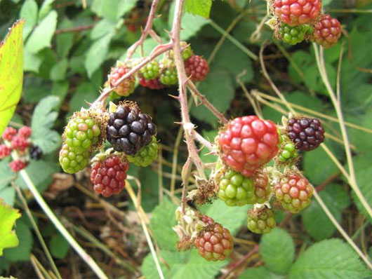 Picture 2 of Scary plants