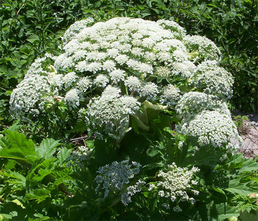 Picture 5 of Scary plants
