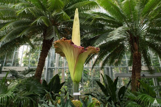 Picture 6 of Scary plants