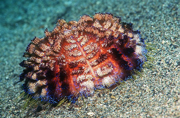 Picture 1 of Scary 'sparks' in the ocean