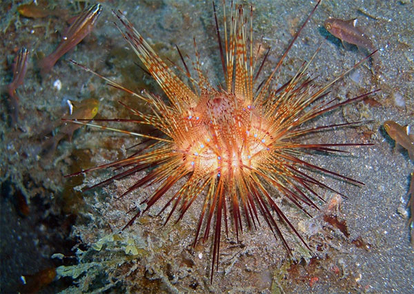 Picture 2 of Scary 'sparks' in the ocean