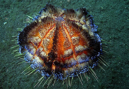 Picture 3 of Scary 'sparks' in the ocean