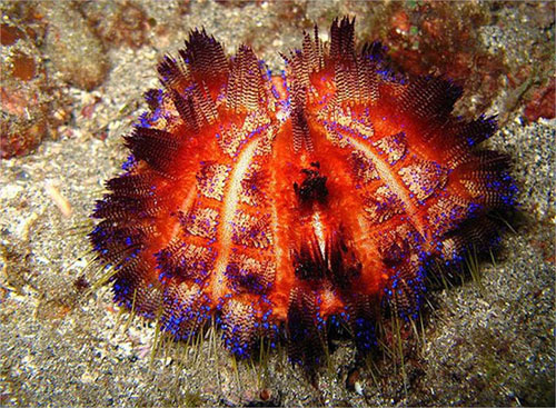 Picture 4 of Scary 'sparks' in the ocean