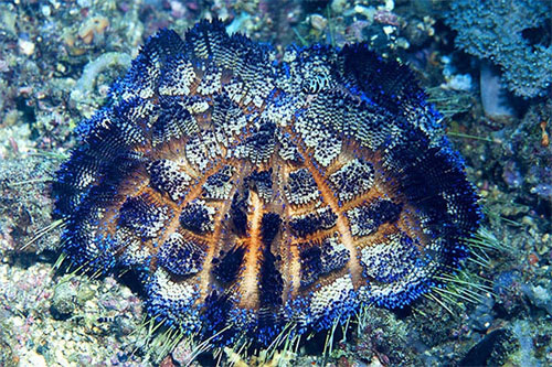 Picture 5 of Scary 'sparks' in the ocean