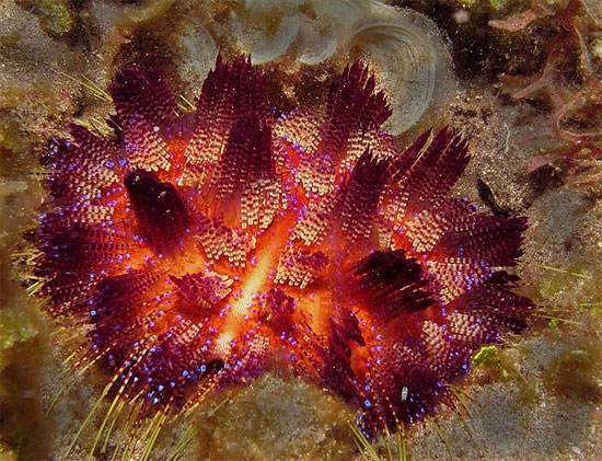 Picture 6 of Scary 'sparks' in the ocean