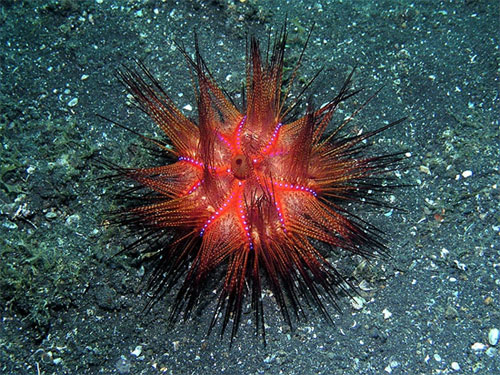 Picture 7 of Scary 'sparks' in the ocean