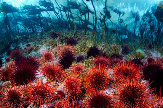 Picture 8 of Scary 'sparks' in the ocean