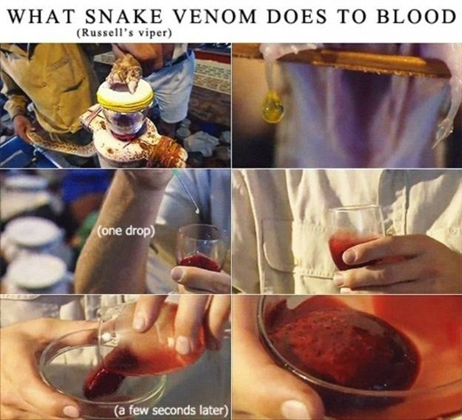 Picture 10 of Scary things you don't know about the natural world