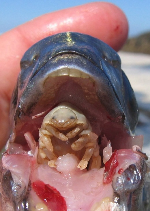 Picture 11 of Scary things you don't know about the natural world