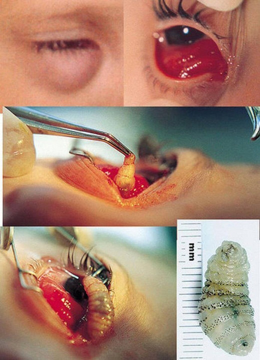 Picture 13 of Scary things you don't know about the natural world