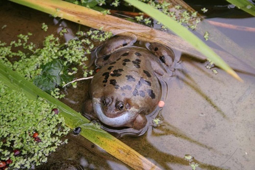 Picture 15 of Scary things you don't know about the natural world