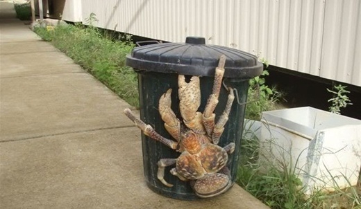 Picture 16 of Scary things you don't know about the natural world