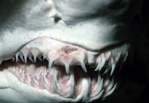 Picture 17 of Scary things you don't know about the natural world