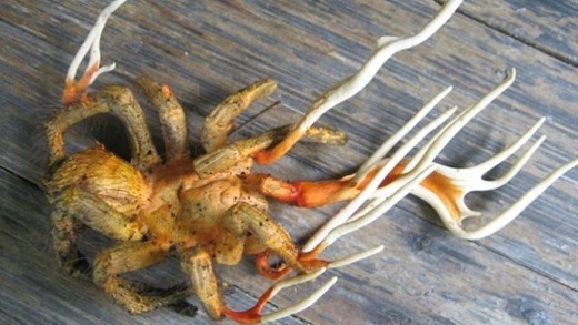 Picture 4 of Scary things you don't know about the natural world