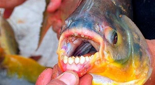 Picture 5 of Scary things you don't know about the natural world