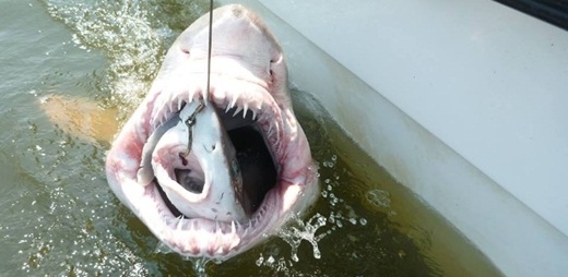 Picture 7 of Scary things you don't know about the natural world