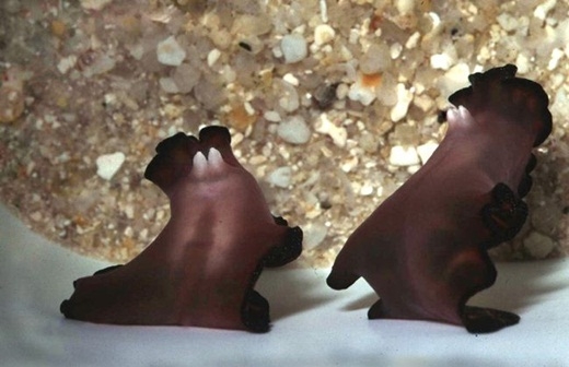 Picture 8 of Scary things you don't know about the natural world