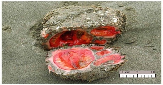 Picture 9 of Scary things you don't know about the natural world