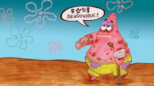 Picture 4 of Scary virus massacres millions of starfish