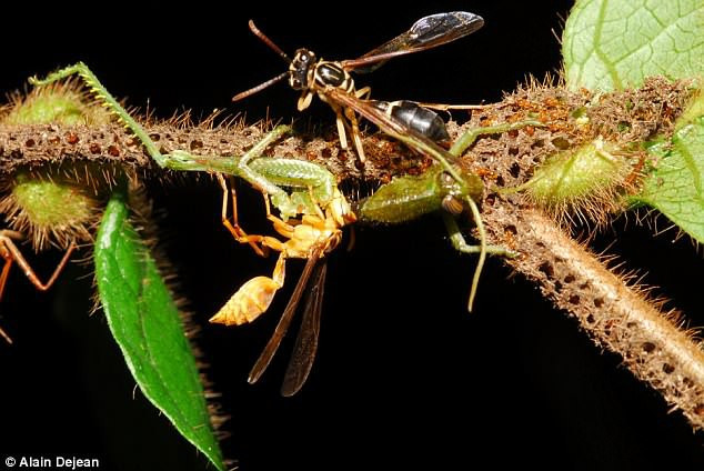 Scary with a medieval trap of small ants, it cuts 50 times more prey images 4