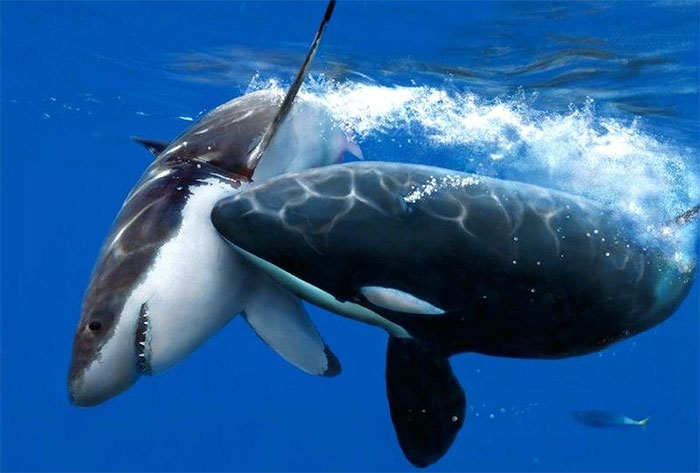 Picture 1 of Scattering fears for great white sharks