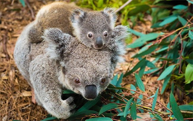 Picture 2 of Science claims the official koala bear 'extinct in function' but what does that mean?