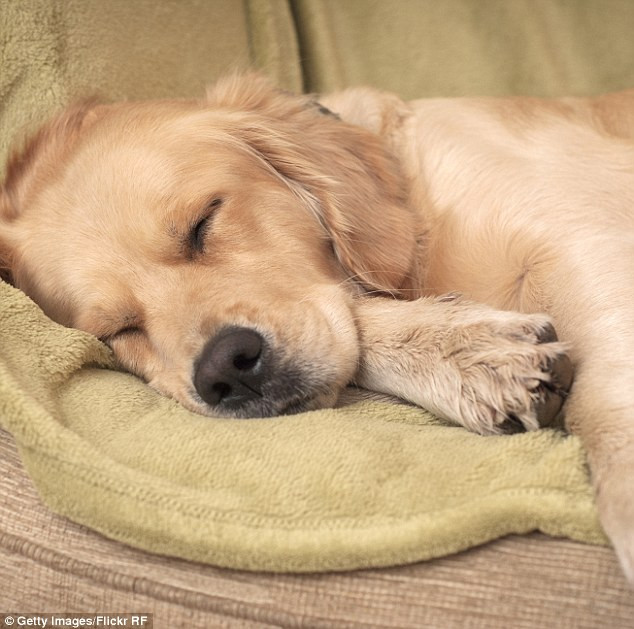 Picture 1 of Science concludes: Dogs sleep like dreams