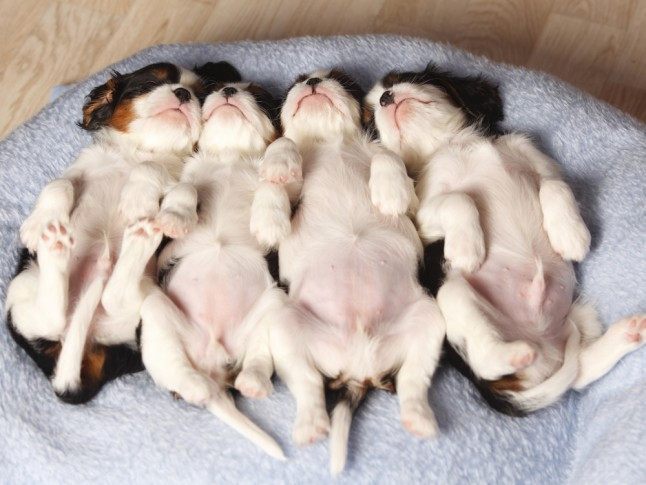 Picture 2 of Science concludes: Dogs sleep like dreams