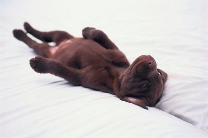 Picture 3 of Science concludes: Dogs sleep like dreams