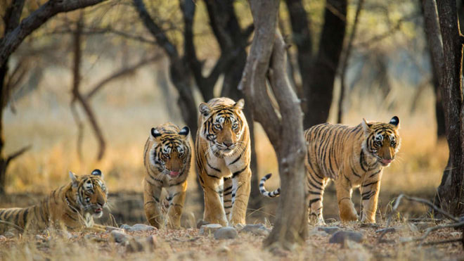 Picture 1 of Science confirmed 9 species of tigers on Earth, 3 extinct species