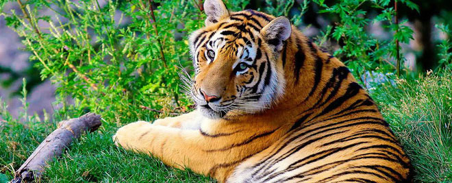 Picture 2 of Science confirmed 9 species of tigers on Earth, 3 extinct species