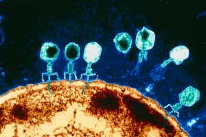 Science has discovered giant viruses with the ability to 'steal' other species' characteristics images 3