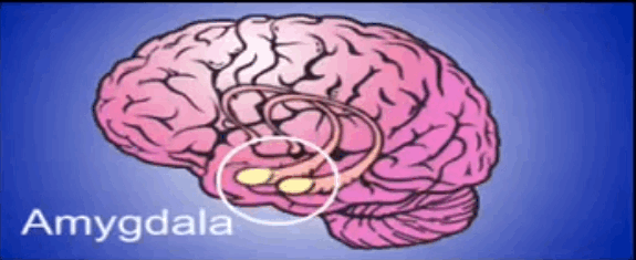 Picture 2 of Science has explained why people are crazy about sweets
