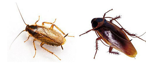 Picture 2 of Science has just found an extremely horrible ability of German cockroaches
