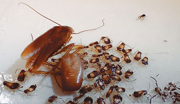 Picture 3 of Science has just found an extremely horrible ability of German cockroaches