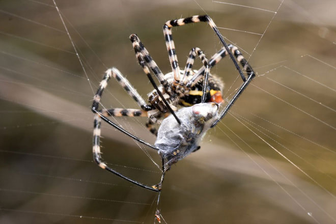 Picture 4 of Science has proven: Spider is a friend, not an enemy!