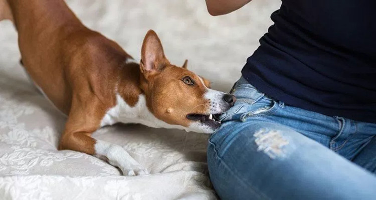 Picture 1 of Science has proven: The weaker the psychology, the more likely you are to be bitten by a dog