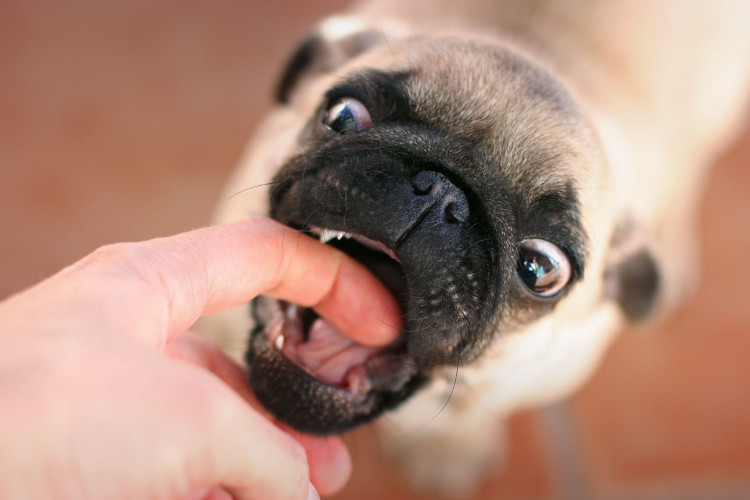 Picture 2 of Science has proven: The weaker the psychology, the more likely you are to be bitten by a dog