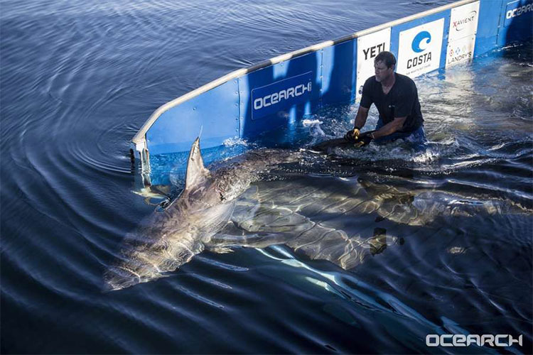 Picture 1 of Science now uses satellites to help sharks not become extinct
