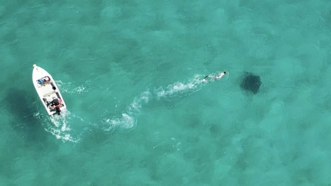 Picture 2 of Science now uses satellites to help sharks not become extinct
