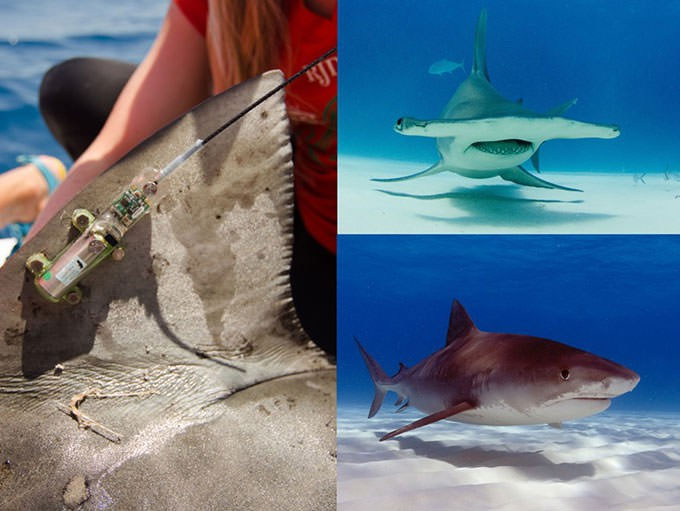 Picture 3 of Science now uses satellites to help sharks not become extinct