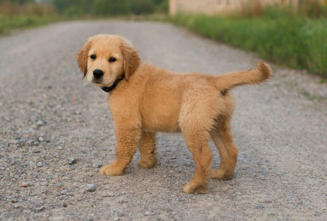 Picture 1 of Science proves we shouldn't scold dogs