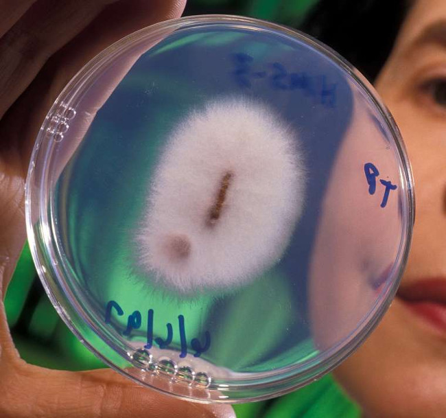 Picture 2 of Science proves we're going to have no bananas to eat