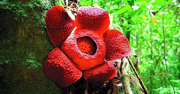 Picture 3 of Science shows these are the most terrible scents in the world